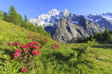 Blühende Rhododendren vor dem Mont Blanc, Venytal, Courmayeur, Aostatal, Italien, Europa - RHPLF07595