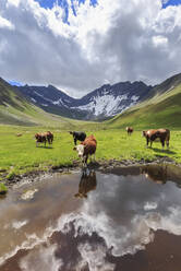 Kühe trinken in einer Pfütze im Malatra-Tal. Ferret-Tal, Courmayeur, Aostatal, Italien, Europa - RHPLF07599