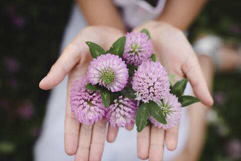 Hände eines Mädchens mit Kleeblumen, lizenzfreies Stockfoto