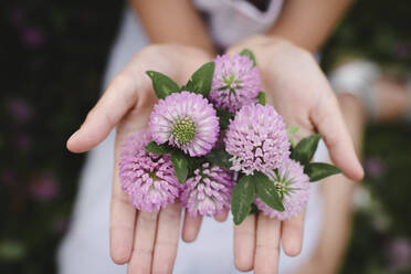 Girl's hands with clover flowers - EYAF00386