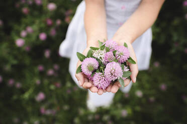 Hände eines Mädchens mit Kleeblumen - EYAF00387