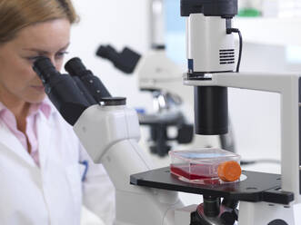 Cell biologist viewing a flask containing stem cells using a inverted microscope in the laboratory - ABRF00560