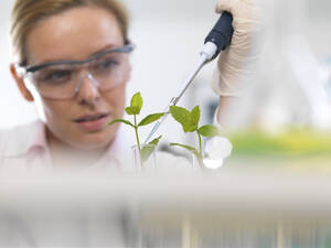 Pflanzenbiotechnologie, Wissenschaftler, die verschiedene Pflanzenstämme züchten, um Krankheitsresistenzen zu entwickeln - ABRF00564