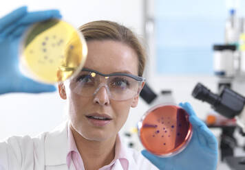 Microbiology, Scientist viewing cultures growing in petri dishes before placing them under a inverted microscope in the laboratory - ABRF00566