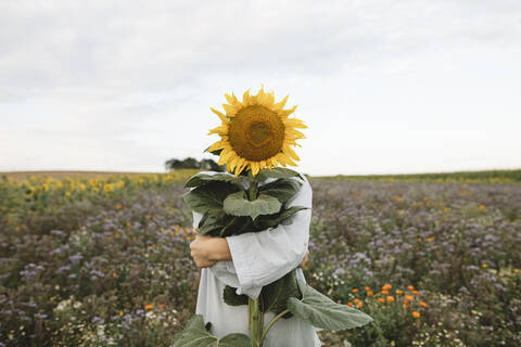 Sonnenblume bedeckt Gesicht eines Jungen auf einem Feld, lizenzfreies Stockfoto