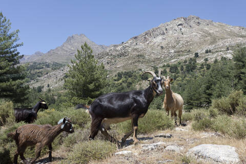 Wildziegen auf einem Berg in Korsika, Frankreich, lizenzfreies Stockfoto