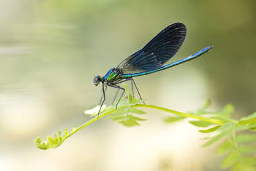 Close-up of beautiful demoiselle on plant, Corsica, France - ZCF00793