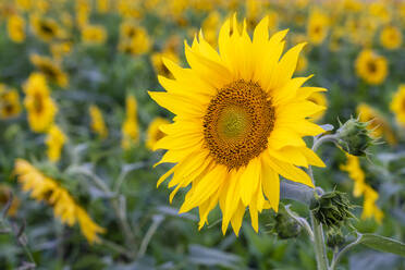 Close-up of a sunflower - STSF02209