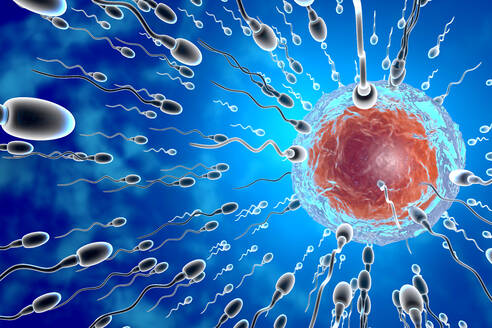 Visualisierung von Spermien, die zur Befruchtung zur Eizelle rasen - SPCF00449
