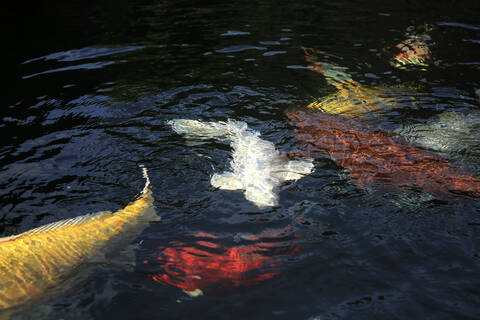 Kois in einem Teich, lizenzfreies Stockfoto