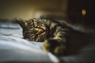 Porträt einer getigerten Katze beim Entspannen - RAEF02275