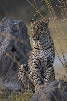 Ein weiblicher Leopard (Panthera pardus), der am frühen Abend auf einem Termitenhügel steht, Botswana, Afrika - RHPLF07603