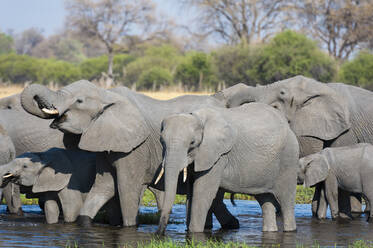 African elephants (Loxodonta africana) drinking in the River Khwai, Botswana, Africa - RHPLF07604