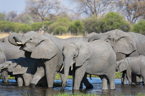 Afrikanische Elefanten (Loxodonta africana) beim Trinken am Khwai-Fluss, Botsuana, Afrika - RHPLF07604