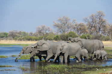 African elephants (Loxodonta africana) drinking in the River Khwai, Botswana, Africa - RHPLF07605