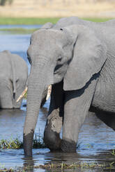 Ein afrikanischer Elefant (Loxodonta africana) trinkt am Khwai-Fluss, Okavango-Delta, Botsuana, Afrika - RHPLF07606