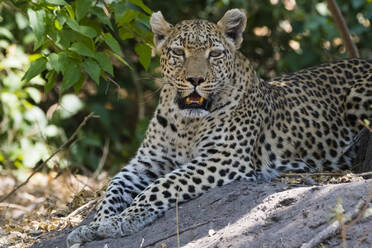 Ein Leopard (Panthera pardus) ruht sich im Schatten aus, Botswana, Afrika - RHPLF07607