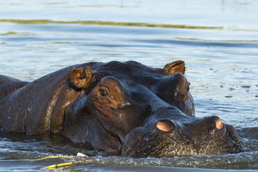 Ein Flusspferd (Hippopotamus amphibius) im Okavango-Delta schaut in die Kamera, Botswana, Afrika - RHPLF07608