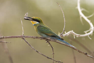 Ein kleiner Bienenfresser (Merops pusillus), der eine Zikade in seinem Schnabel hält, Savuti, Chobe-Nationalpark, Botsuana, Afrika - RHPLF07610