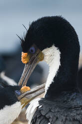 Kaiserscharbe (Leucocarbo atriceps) bei der Balz, Falklandinseln, Südamerika - RHPLF07613