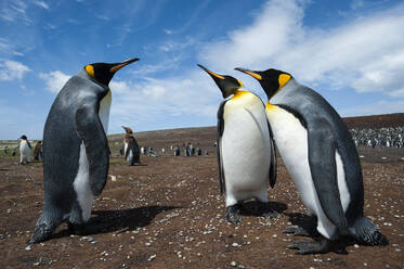 Königspinguine (Aptenodytes patagonica) im Kampf, Falklandinseln, Südamerika - RHPLF07616