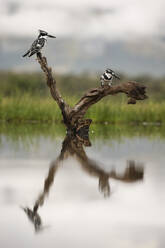 Graue Eisvögel (Ceryle rudis), Zimanga Private Game Reserve, KwaZulu-Natal, Südafrika, Afrika - RHPLF07619