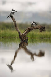 Pied kingfishers (Ceryle rudis), Zimanga Private Game Reserve, KwaZulu-Natal, South Africa, Africa - RHPLF07619