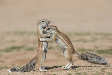 Junge Erdhörnchen (Xerus inauris), Kgalagadi Transfrontier Park, Nordkap, Südafrika, Afrika - RHPLF07620