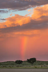 Sonnenuntergang und Sturm über dem Kgalagadi Transfrontier Park, Nordkap, Südafrika, Afrika - RHPLF07621