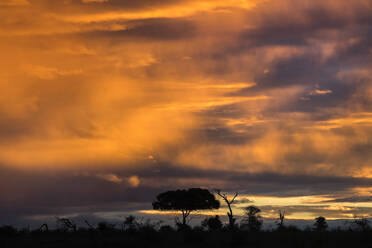 Sonnenuntergang über dem Kruger-Nationalpark, Südafrika, Afrika - RHPLF07625