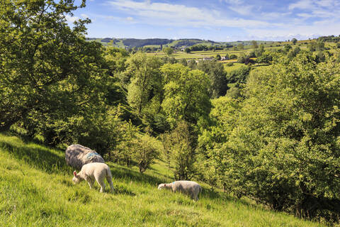 Schafe und Lämmer oberhalb von Lathkill Dale, Blick auf Youlgreave (Youlgrave), Frühling, Peak District National Park, Derbyshire, England, Vereinigtes Königreich, Europa, lizenzfreies Stockfoto