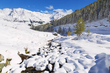 Luftaufnahme von Lärchen und schneebedeckten Bergen im Herbst, Vamlera, Splugatal, Valtellina, Lombardei, Italien, Europa - RHPLF07656
