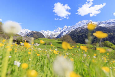 Löwenzahn und Blumen umrahmt von verschneiten Gipfeln, Soglio, Maloja, Bergell, Engadin, Kanton Graubünden, Schweiz, Europa - RHPLF07658