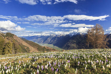 Blauer Himmel auf den blühenden Krokusblüten, Alpe Granda, Provinz Sondrio, Masino-Tal, Valtellina, Lombardei, Italien, Europa - RHPLF07667