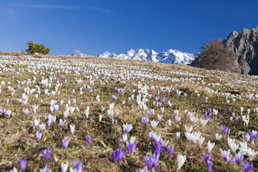 Bunte Krokusse auf einer Wiese, umrahmt von schneebedeckten Gipfeln, Alpe Granda, Provinz Sondrio, Masino-Tal, Valtellina, Lombardei, Italien, Europa - RHPLF07668