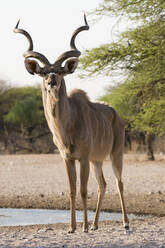 Männlicher Großer Kudu (Tragelaphus strepsiceros) schaut in die Kamera, Botswana, Afrika - RHPLF07743