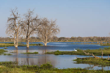 Blick auf den Khwai-Fluss im Okavango-Delta, Botswana, Afrika - RHPLF07746
