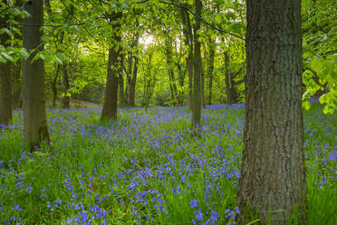 Blauglocken im alten Wald von Gillfield Wood, Totley, Sheffield, South Yorkshire, England, Vereinigtes Königreich, Europa - RHPLF07748