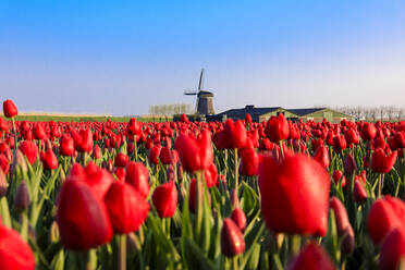 Felder mit roten Tulpen umgeben die typische Windmühle, Berkmeer, Gemeinde Koggenland, Nordholland, Niederlande, Europa - RHPLF07763