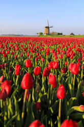 Felder mit roten Tulpen umgeben die typische Windmühle, Berkmeer, Gemeinde Koggenland, Nordholland, Niederlande, Europa - RHPLF07764