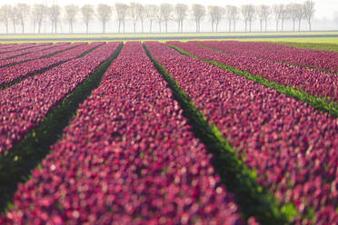 Die farbenfrohen Felder mit blühenden Tulpen und Bäumen auf dem Lande in der Morgendämmerung, De Rijp, Alkmaar, Nordholland, Niederlande, Europa - RHPLF07779