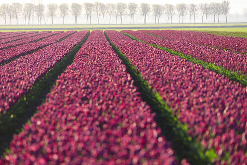 The colourful fields of tulips in bloom and trees in the countryside at dawn, De Rijp, Alkmaar, North Holland, Netherlands, Europe - RHPLF07779