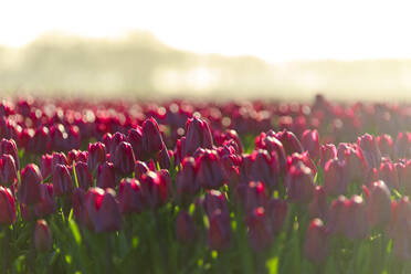 Nahaufnahme von blühenden Tulpen bei Sonnenaufgang, De Rijp, Alkmaar, Nordholland, Niederlande, Europa - RHPLF07780