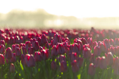 Close up of colourful tulips in bloom at sunrise, De Rijp, Alkmaar, North Holland, Netherlands, Europe - RHPLF07780