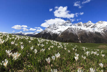 Grüne Wiesen mit blühenden Krokussen, eingerahmt von schneebedeckten Gipfeln im Frühling, Barchi, Malenco-Tal, Valtellina, Lombardei, Italien, Europa - RHPLF07804