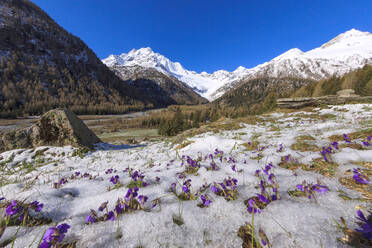 Bunte Blumen auf schneebedecktem Gras während der Schneeschmelze im Frühjahr, Chiareggio, Malenco-Tal, Valtellina, Lombardei, Italien, Europa - RHPLF07805