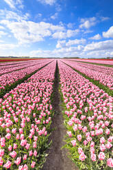 Blauer Himmel über Reihen von blühenden rosa Tulpen auf den Feldern von Oude-Tonge, Goeree-Overflakkee, Südholland, Niederlande, Europa - RHPLF07815