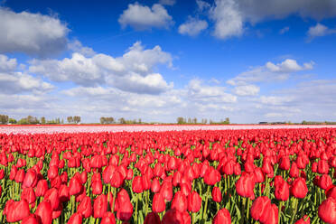 Blauer Himmel und Sonne auf Feldern mit roten Tulpen während der Frühlingsblüte, Oude-Tonge, Goeree-Overflakkee, Südholland, Niederlande, Europa - RHPLF07816