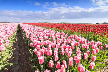Bunte Tulpen auf den Feldern von Oude-Tonge während der Frühlingsblüte, Oude-Tonge, Goeree-Overflakkee, Südholland, Niederlande, Europa - RHPLF07818