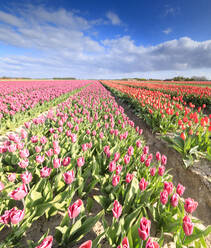 Panorama der bunten Tulpen während der Frühlingsblüte, Oude-Tonge, Goeree-Overflakkee, Südholland, Niederlande, Europa - RHPLF07822